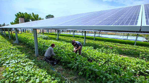 điện mặt trời cho trang trại